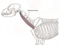 Origin - lower end and side of V.


Insertion - Bottom of scapulars spine and deltoids surface.