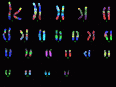 22 pairs of human chromosomes which not determine gender.
