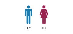 Sex chromosomes:
Females do not have a Y chromosome. Instead, they have two X chromosomes.