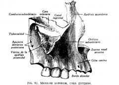 Hueso maxilar superior.
1. Partes.
2. Límites.