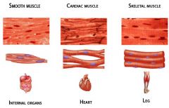 Skeletal 


Smooth 


Cardiac 


 


(Also: Myoepithelial Cells)