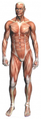 The type of muscle that powers movement of the skeleton, as inwalking and lifting


 


AKA "striated muscle"


 


The majority of muscle tissue in the body


 


Under control of the somatic (voluntary) nervous system


 


...