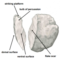 dorsal surface