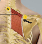 vertebral border at root of spine