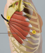 Upper 8 ribs
 
(anterior & superior aspect)