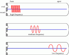 Why do we sense sound of different frequencies at different segments of the basilar membrane