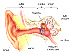 the inner ear is a set ofchannels and chambers carved out of the temporal bone, it represents a space inthe bone.
Thecochlea is the auditory part of the inner ear