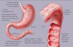 - Multiplies in colon
- Gut mucosa facilitates adherence to colonic epithelium