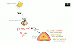 Because ACTH production is increased 
 
ACTH is synthesized as part of POMC (proopiomelanocortin) which contains sequences of other things including melanocyte stimulating hormones (MSH)