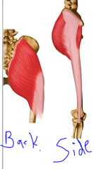 originate from the medial side of the pelvis

inserts into the iliotibial band