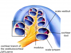 part of the bony labyrinth of the inner ear's bony labyrinth and is a spiral shaped structure containing 3 chambers separated
by membranes.
Scala Vestibuli (upper chamber) & Scala Tympani (lower chamber) contain perilymph.
Chochlear duct (3rd ch...