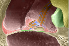 what is the internal structure of the cochlear duct
