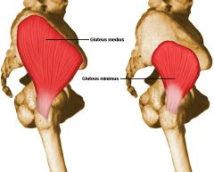 medius- all along the iliac crest
minimus- only in the more inside part of the back of the pelvis

They both attach to the greater trochanter