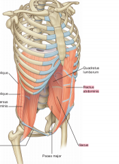 QIP
Quadratus lumborus
Ileacus muscle
Possess major 






Ileacis + soacis: distal portions pass into thigh and are major flexors of th ship joint 