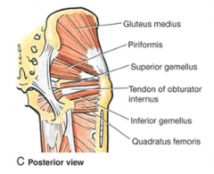 superior- gemellus/obturator/gemellus (think about where they originate in the pelvis)
inferior- quadratus femorus