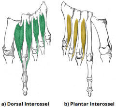 Interosseus muscles: 
-plantar interossei (PAD)
-dorsal interossei (DAB)