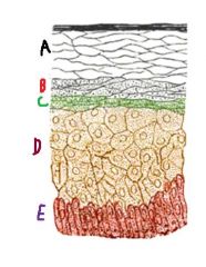 The bottom of layer E is the boundary between epidermis and dermis. It is called the ....
