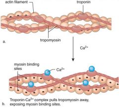 In muscle contraction, myosin heads in thick filaments bind to G actin in thin filaments. This pulls them toward the middle of the sarcomere.


 


Actin (thick filament) first needs to be "uncovered"


 


Tropomyosin - long protein th...