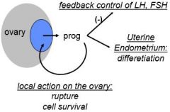 progesterone has feedback control at the hypothalamus
endometrium
and necessary for ovulation and the formation of the CL