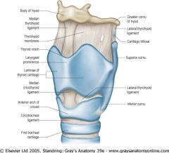 Cricotracheal ligament