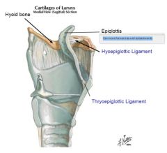 Posterior surface of the hyoid bone and the lingual side of the epiglottis