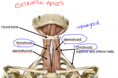 The three muscles that are attach to the inferior hyoid:
Sternohyoid (C2, C3)
Thyrohyoid (C1)
Omohyoid (C2, C3)