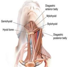 Geniohyoid (C1)
Digastric (anterior belly V; posterior belly VII)
Mylohyoid (V)
Stylohyoid (VII)