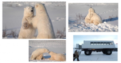 Sociality in polar bears