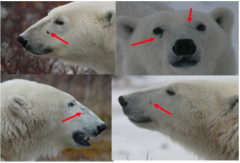 Polar Bears
	
	
		
			
				
					
						Facial scars vary                      