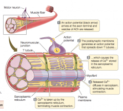 An action potential is sent from a motor neuron to the muscle 


 


T-tubule - small tube that runs across the muscle fiber from the membrane to the sarcoplasmic reticulum (it is an extension of the plasma membrane)


 


Depolarizati...