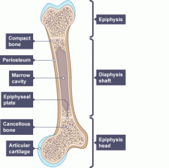   The shaft in a long bone is hollow in the sense that its centre is filled with bone marrow and blood vessels, rather than with hard bone. This makes the bone strong but lightweight.  