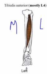 origin- more lateral part of tibia
insertion- arch of the foor