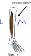 origin- between fibula and tibia
insert- all toe except big one