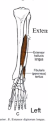 origin- fibulaish area
insertion- big toe