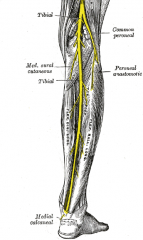 they branch right in the pectinius, but travel down the back of the thigh together. 

At the knee, the common peroneal wraps around the front to innervate those muscles

Tibial= S1
Peroneal= L4 and L5