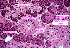 Epithelial cells that are hormonal regulation for contraction


 


(ex. oxytocin for secretion of milk from breast)


 


Not linearly organized (branched), or created for force multiplier


 
