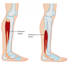 origin- different. longus is on the very top of the fibula and brevis is midway down

insertion- both are tucked behind behind the lateral malleolus  at the lateral foot except longus goes all around the bottom as well