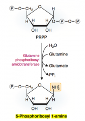 The conversion of PRPP to 5-phosphoribosyl 1-amine with the use of the enzyme Glutamine Phosphoribosyl Amidotransferase (GRPT). 