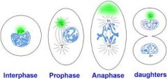 Chromatin forms chromosomes & the spindle apparatus appears