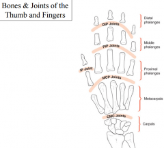 nonaxial joints which allow linear movements(5th CMC joint is most mobile; 2nd CMC joint is least mobile)