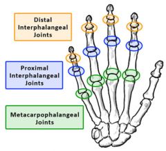 biaxial, condyloid joints that allow flexion & extension and abduction & adduction (the middle finger is the point of reference, it only abducts)
