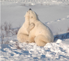 
Polar Bear Conservation: 

What are the potential
ways humans could
impact polar bears?