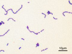 Organism?

How to ID vs. staph?