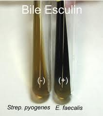 Bile esculin (enteroccus is +)