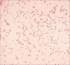 Major nosocomial pathogen
Gram negative coccobacilli
Acquires resistance to most antibiotics
oxidase +