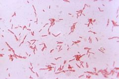 Anaerobic gnb
Grows in presence of bile (major fecal organism)