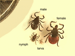 What diseases are transmitted by the Ixodes tick?