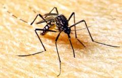 What diseases are transmitted by the Aedes aegypti mosquito?