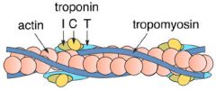 The false thing is: D. Tropomyosin functions to turn on and off cross-bridge formation.    It is actually TROPONIN that turns on and off cross-bridge formation!  Tropomyosin lends structural rigidity to the sarcomere.  Troponin itself has three components