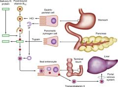 Food-bound B12 is released by gastric acid and pepsin and binds preferentially by salivary R protein in the stomach. Proteolysis of R protein by trypsin releases B12 for binding to IF (intrinsic factor, secreted by gastric parietal cells). The sub-sequent